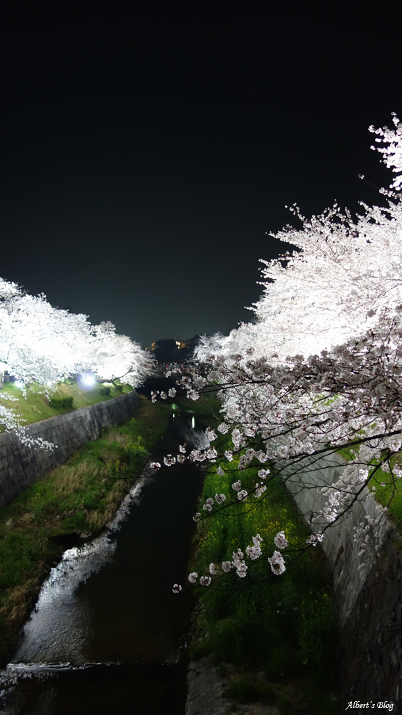 山崎川の桜.jpg