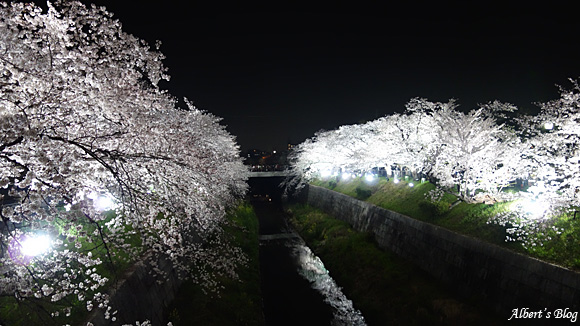 山崎川の桜2.jpg