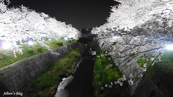 山崎川の桜4.jpg