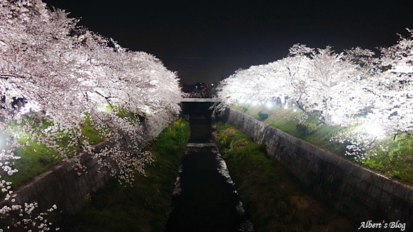 山崎川の桜5.jpg